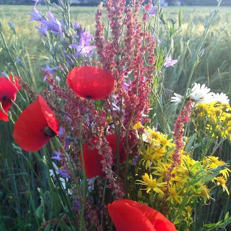 Le Nid Des Oiseaux Сasa de vacaciones *