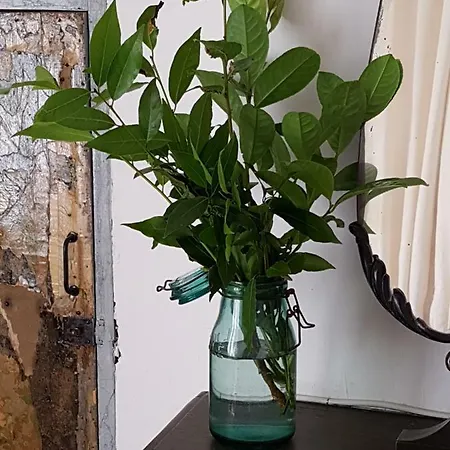 Le Nid Des Oiseaux *