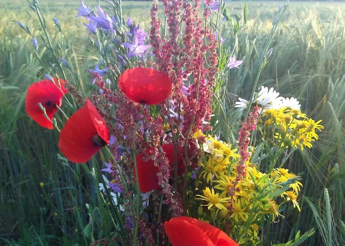 Le Nid Des Oiseaux Tatil Evi *