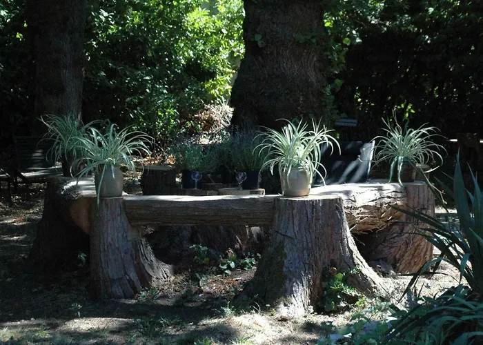 Tatil Evi Le Nid Des Oiseaux